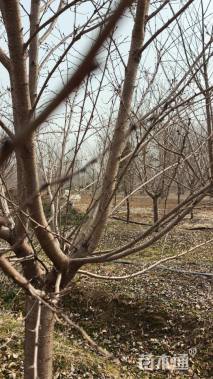 3公分染井吉野樱