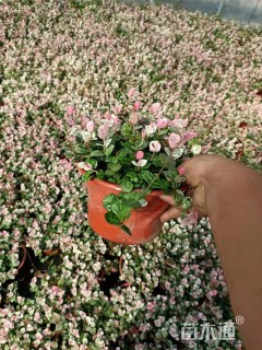 15厘米花叶络石