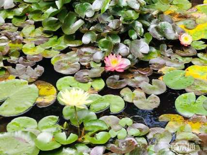 高度50厘米睡莲