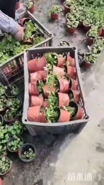 高度15厘米肾叶堇