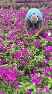 高度50厘米紫花三角梅