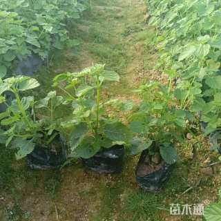 冠幅15厘米五色梅