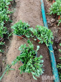 高度20厘米太阳花