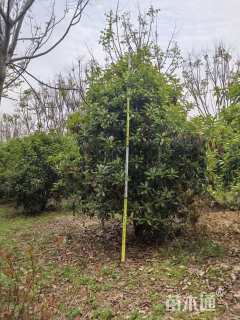 高度400厘米中华石楠