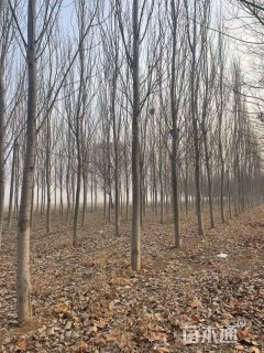 8公分窄冠毛白杨