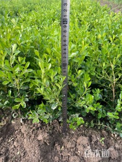 高度40厘米瓜子黄杨小苗