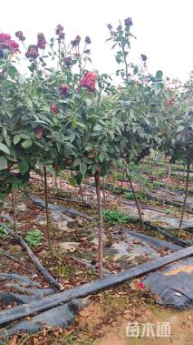 高度80厘米月季