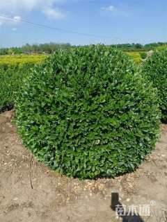 冠幅120厘米卫矛球