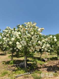 高度300厘米中华木绣球