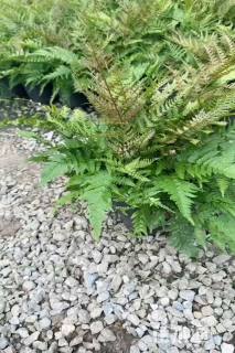 高度30厘米彩虹蕨