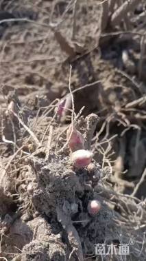 高度40厘米芍药