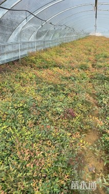 高度40厘米南天竹