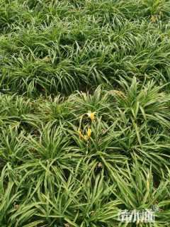 高度40厘米大花萱草