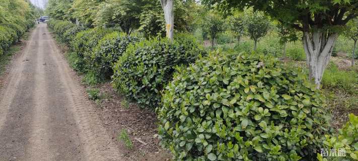 冠幅150厘米无刺枸骨球