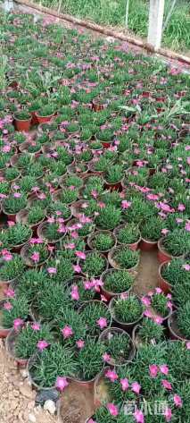 高度10厘米欧石竹