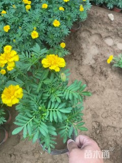 高度10厘米孔雀草