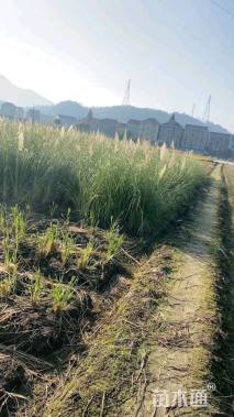 高度90厘米蒲苇