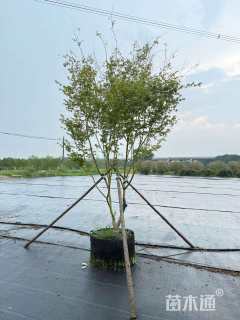 5公分小叶鸡爪槭