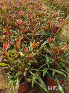 高度15厘米红花山桃草