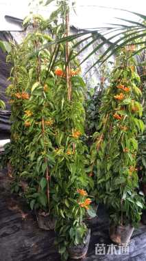 20厘米炮仗花