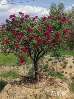 高度160厘米牡丹