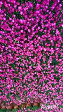 高度10厘米欧石竹