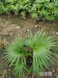 裸干高40厘米蒲葵