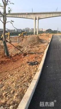 草卷状马尼拉草