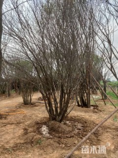 高度750厘米丛生茶条槭