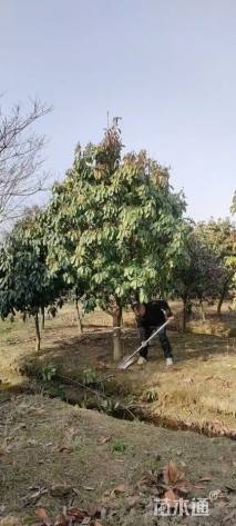 高度250厘米中华石楠