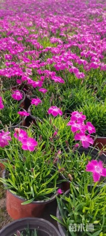 高度20厘米欧石竹