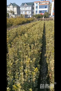 高度40厘米金边黄杨小苗