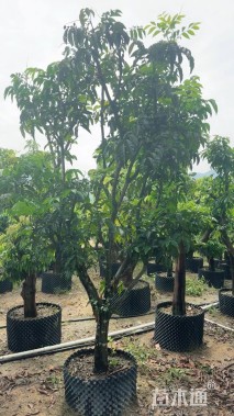 高度280厘米黄皮