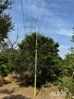 高度300厘米黄杨