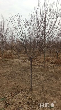 5公分染井吉野樱