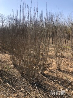 高度255厘米丛生木槿