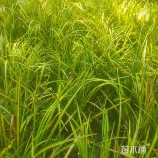 高度25厘米金叶石菖蒲