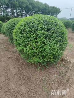 冠幅70厘米小叶女贞球