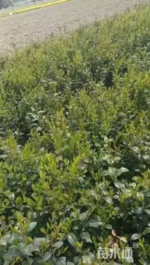 高度40厘米日本女贞