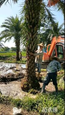 裸干高200厘米华棕