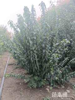 高度2.5厘米丛生蜡梅