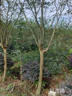 冠幅120厘米红花继木球