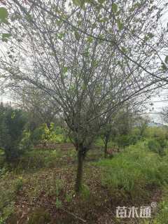 12公分垂丝海棠