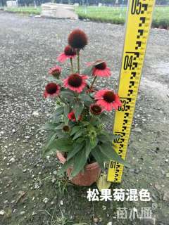 高度25厘米松果菊