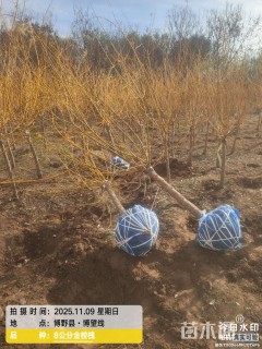 7公分矮接金枝槐