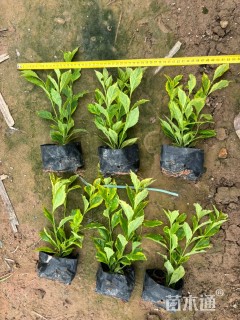 高度25厘米花叶芒