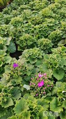 高度10厘米瓜叶菊