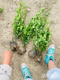 高度40厘米大叶黄杨