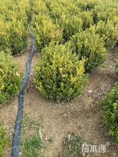 高度60厘米小叶黄杨