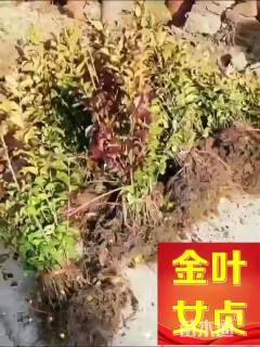 高度60厘米金叶女贞